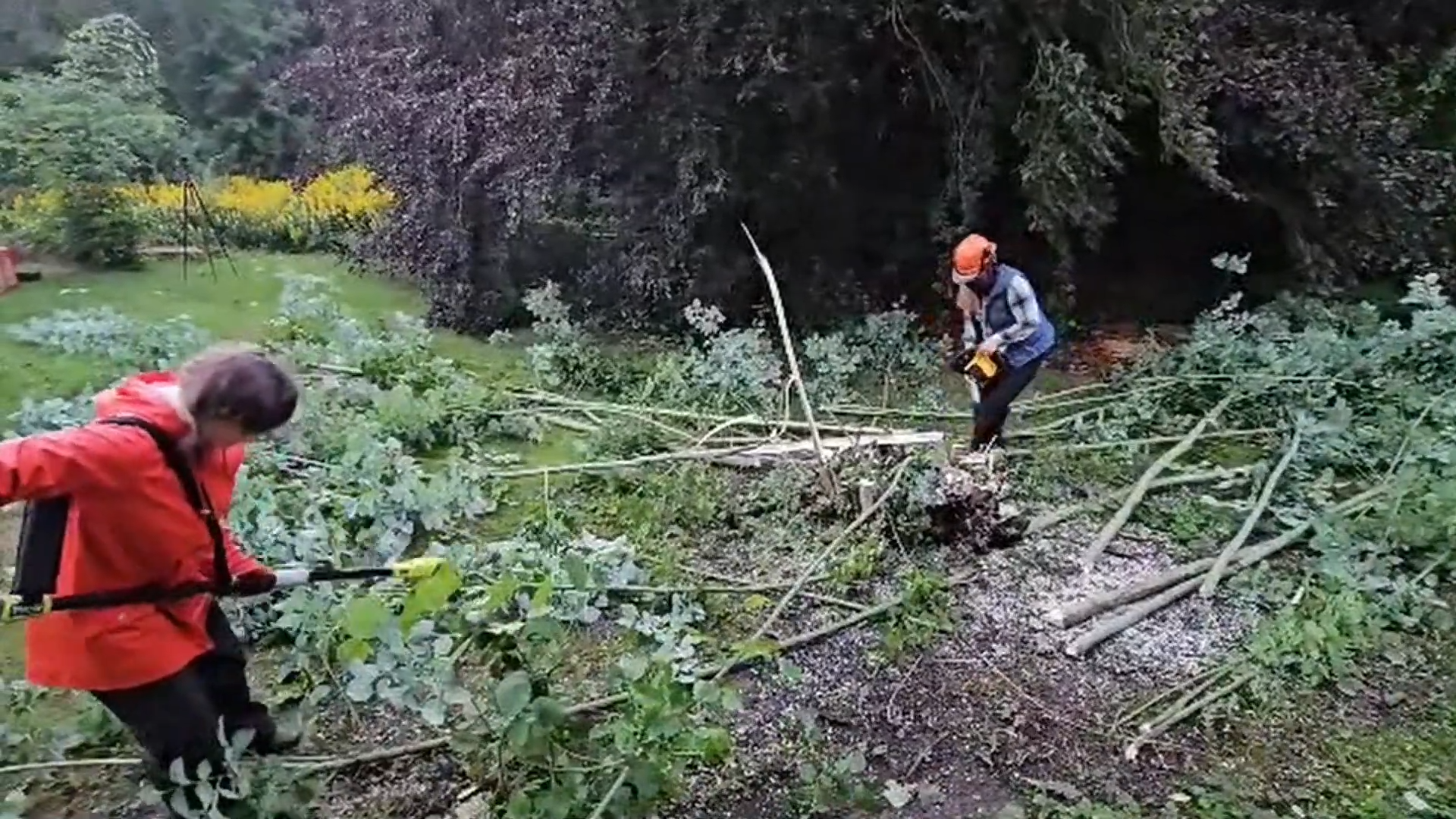 Removing problem trees with a chainsaw to protect a house foundation