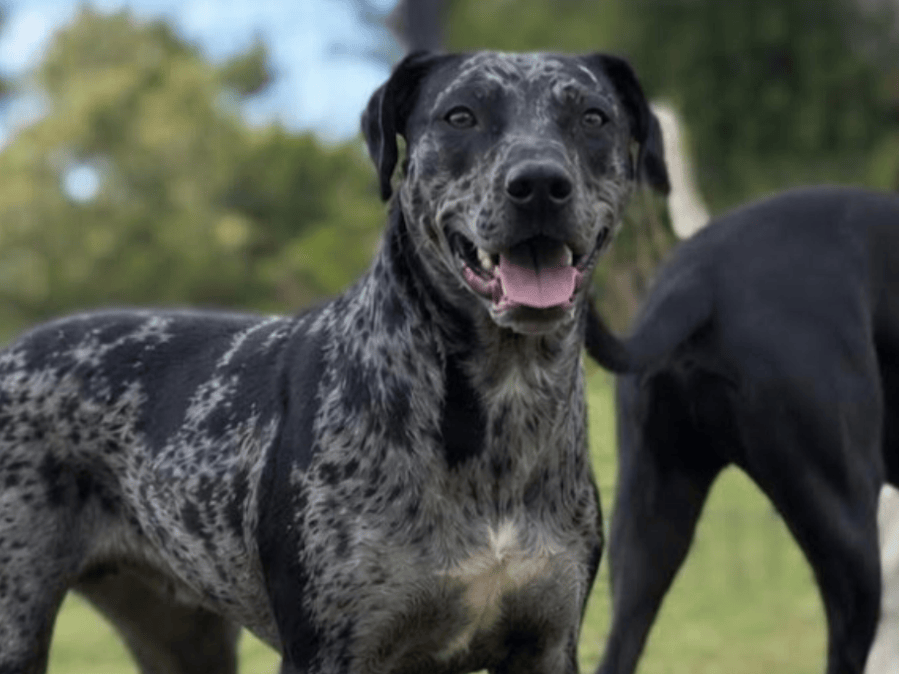 Honeybun seeks a forever home after puppies find theirs on Maui