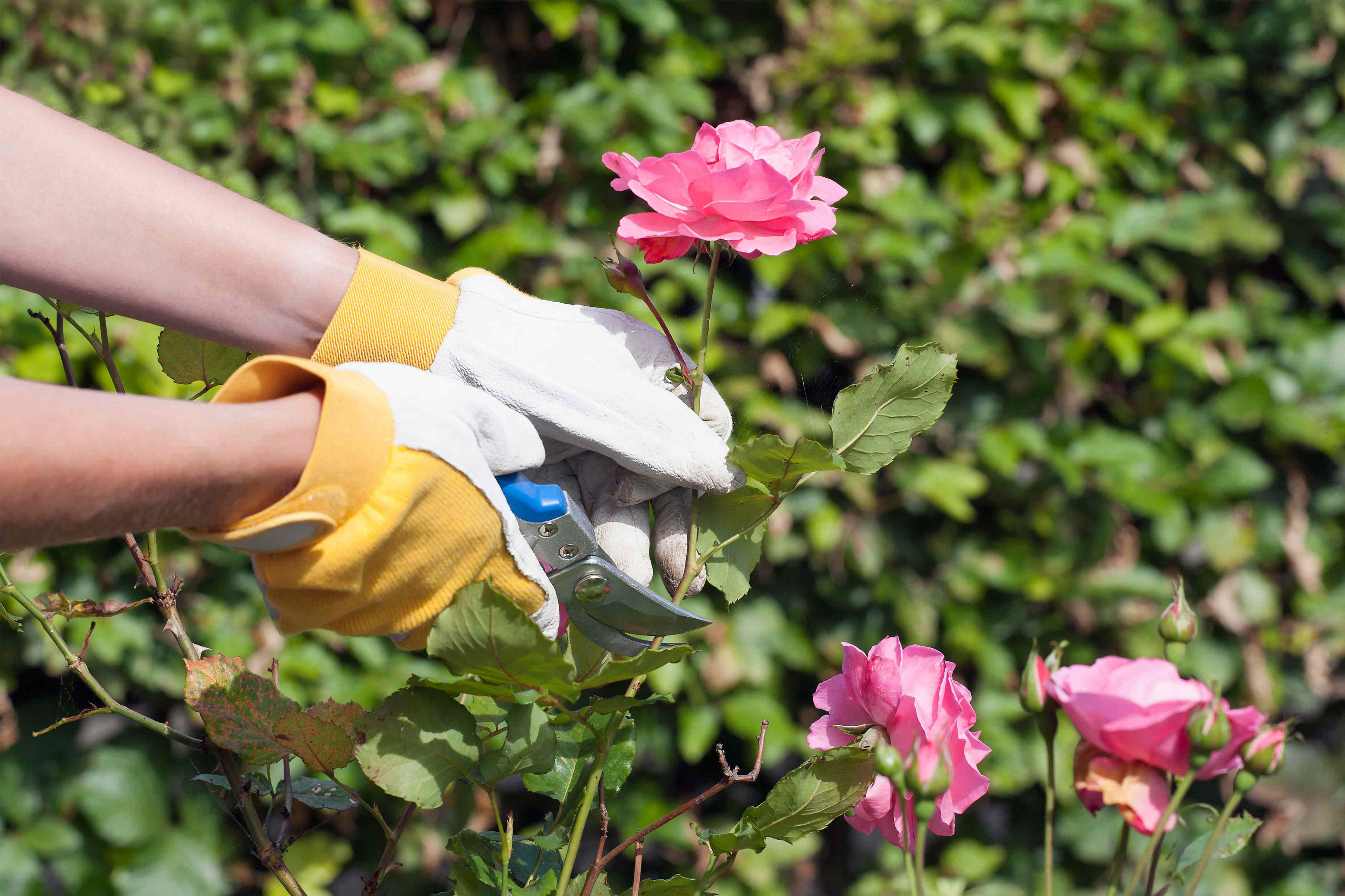 10 easy-to-use pruning tools to get your garden ready for winter ...