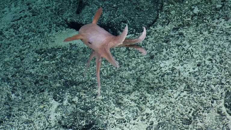 ROV footage catches live dumbo octopus near Palau: Only cameras can ...