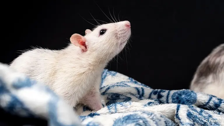 Pet rats who prove they’re as loving as dogs