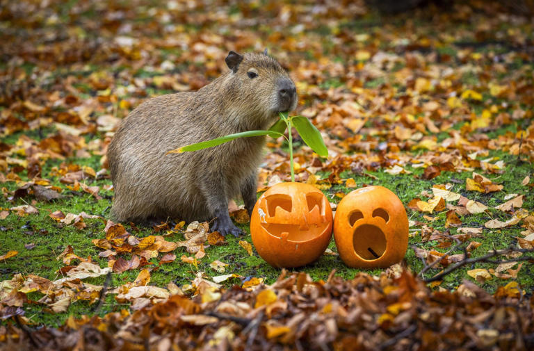 Scotland’s first capybara pup in 18 years celebrates first Halloween