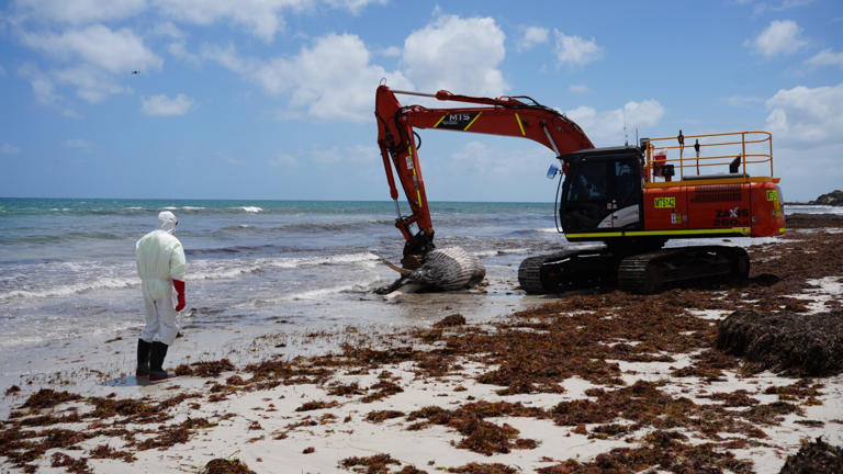 Cottesloe beaches shut as authorities remove dead whale washed ashore