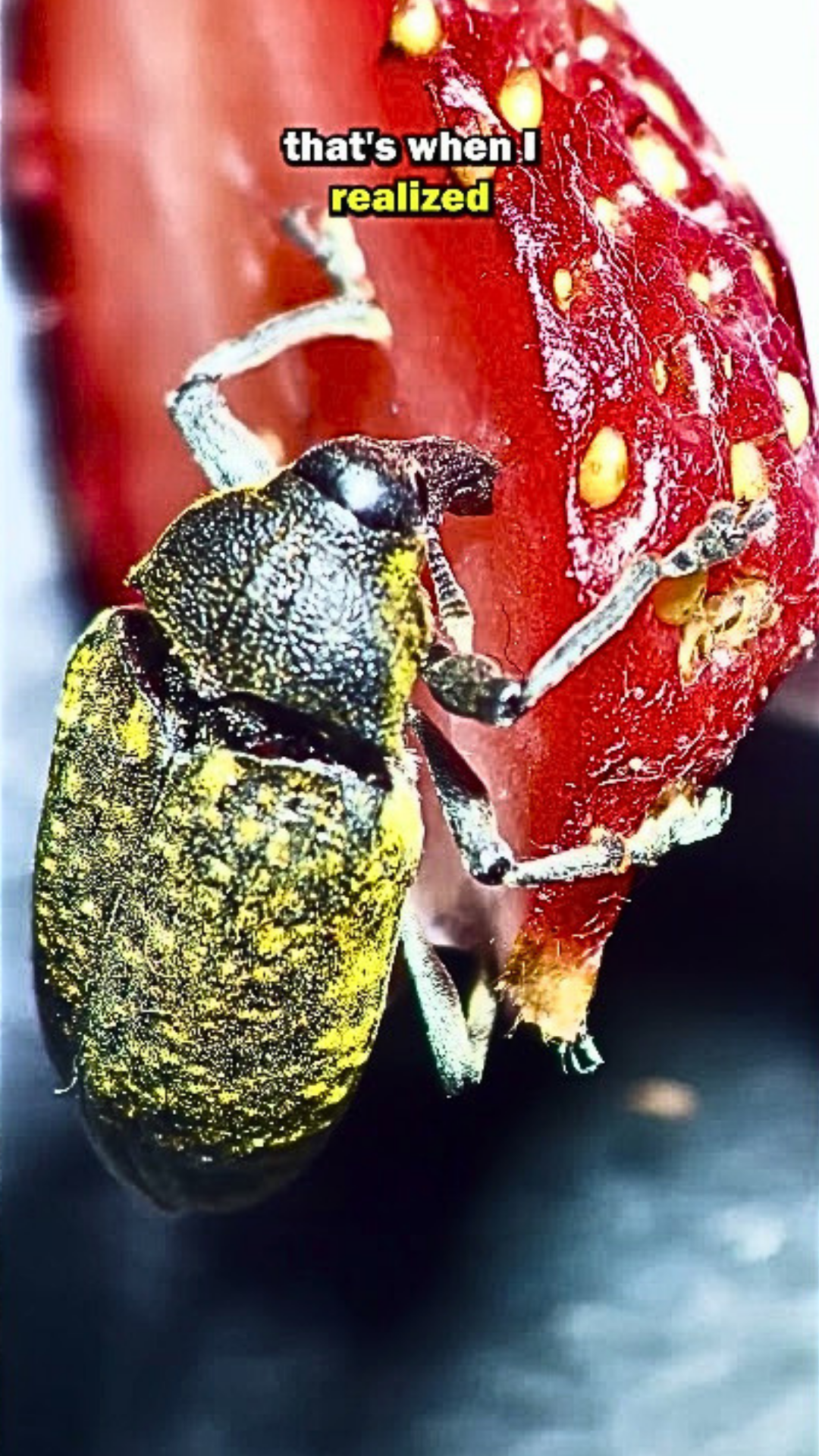 Strawberry weevil drilling under a microscope