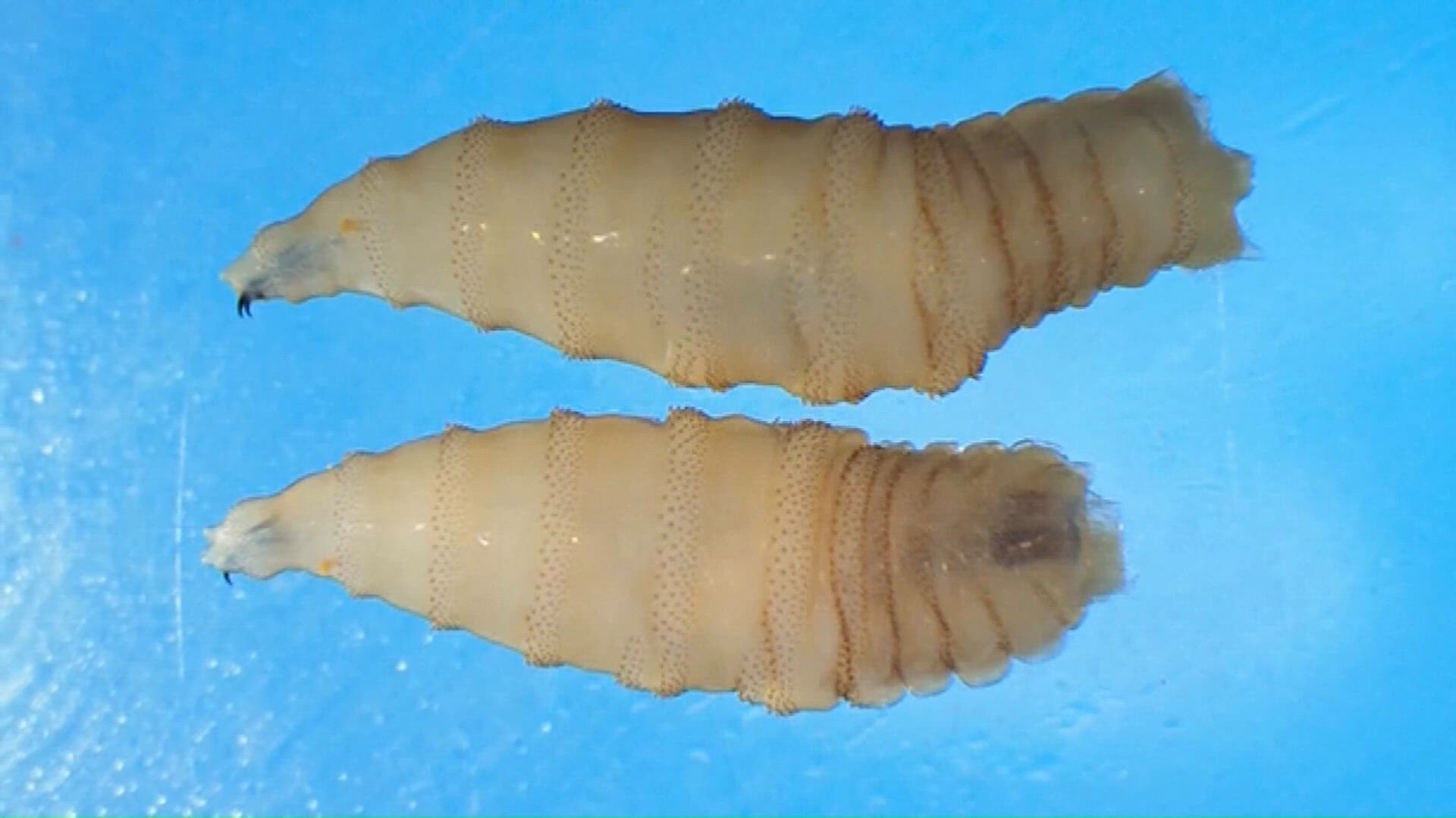 New World screwworm detected on animal hide in Pecos County