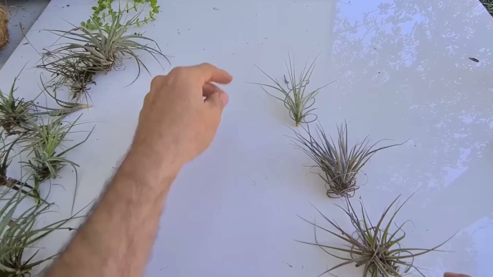 Ideia linda com arame para tilandsia - ideia linda tilandsia na casca ...