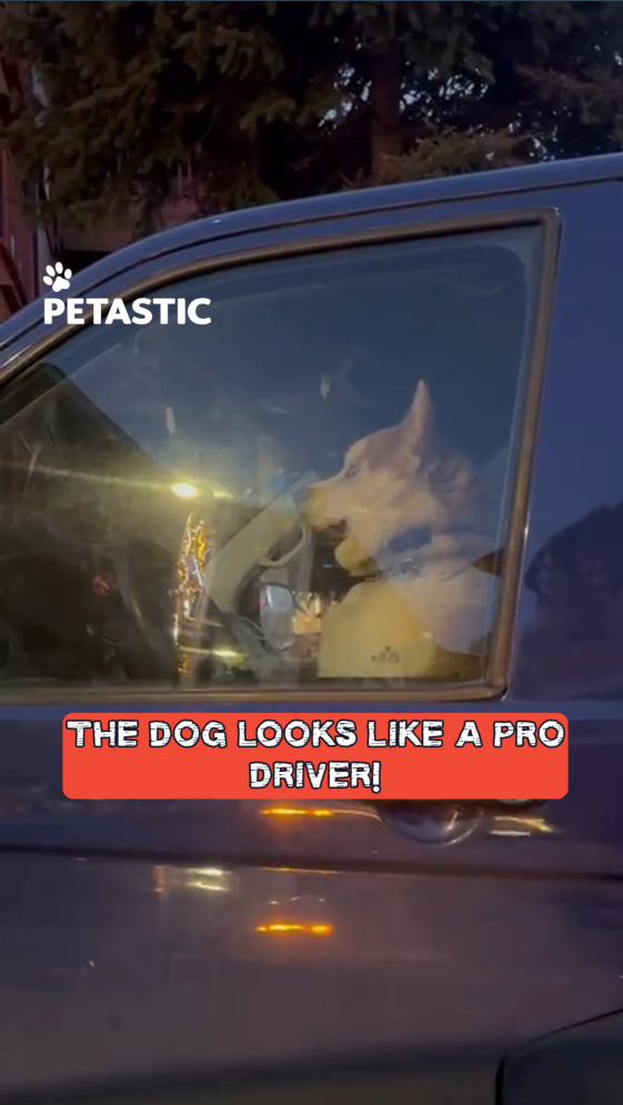 Dog assumes control of vehicle with intense gaze