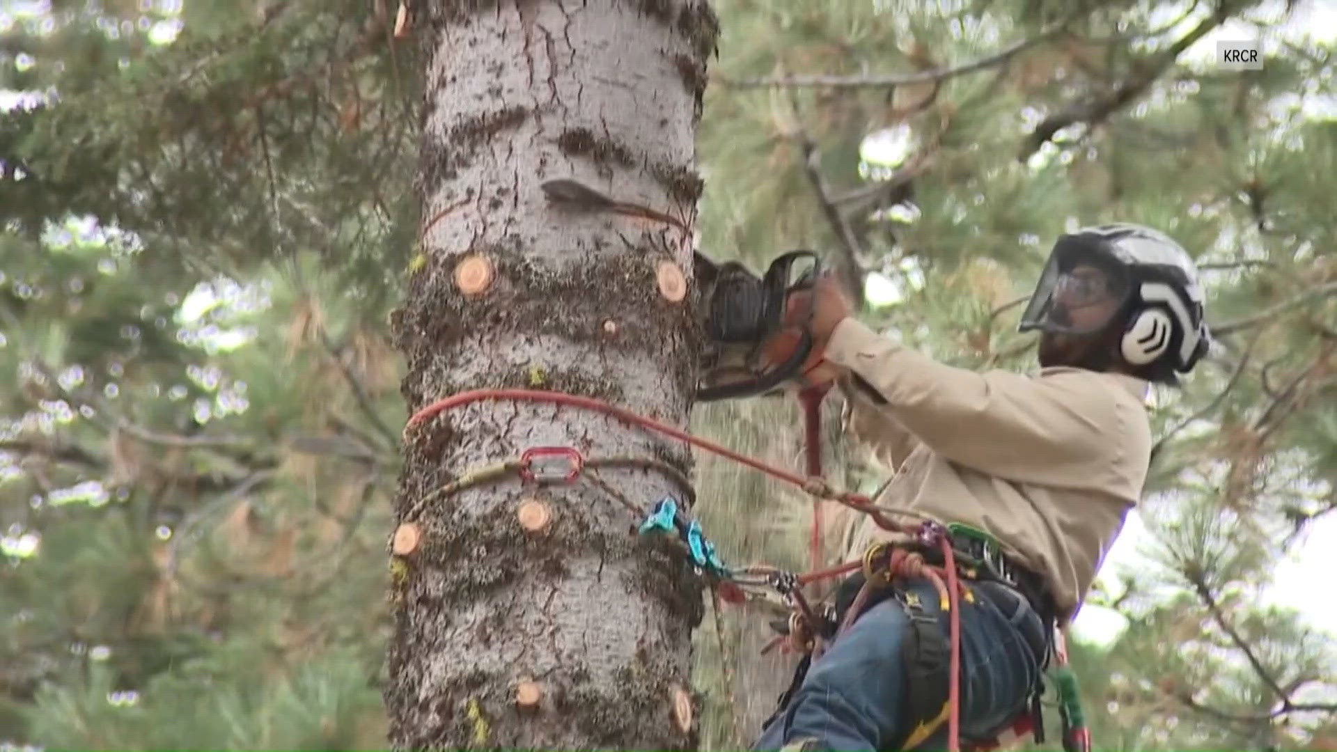 California Capitol Christmas tree set to arrive in Sacramento