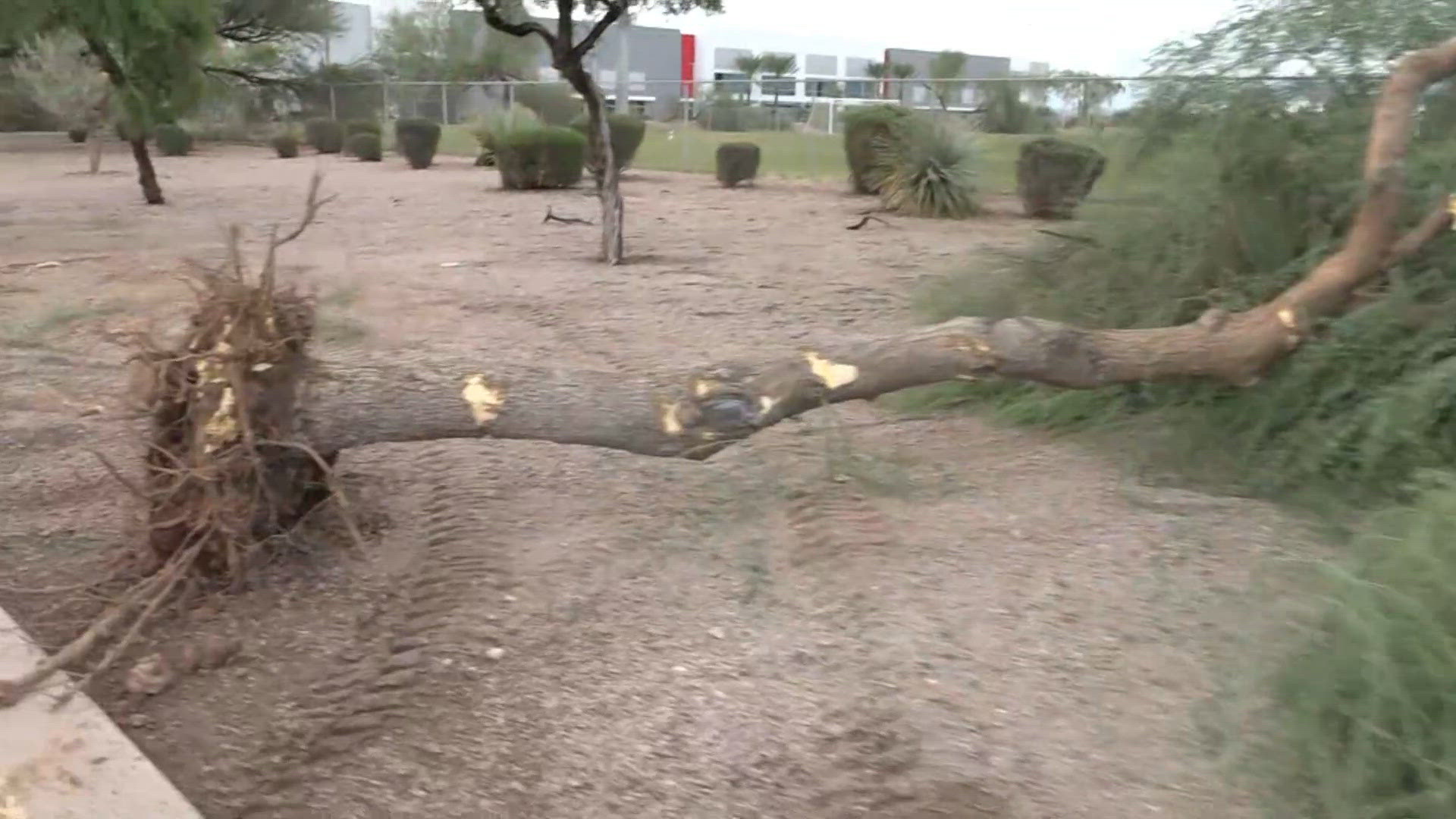 Trees uprooted, poles knocked over in East Valley during storm