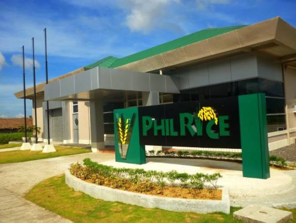 PhilRice advances research VS stemborer