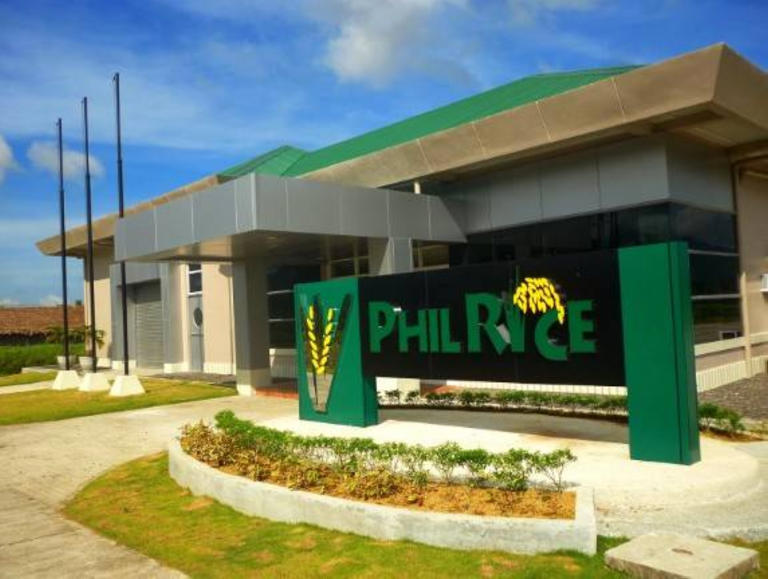 PhilRice advances research VS stemborer
