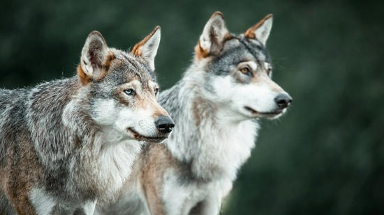 By 2023, five years after Isle Royale’s wolf restoration began in 2018 ...