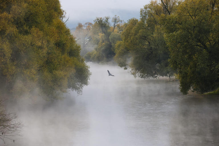 Bird rarely seen in North America makes surprise appearance in popular ...