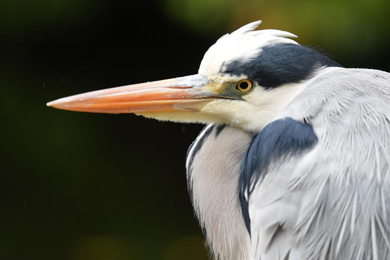 Bird rarely seen in North America makes surprise appearance in popular ...