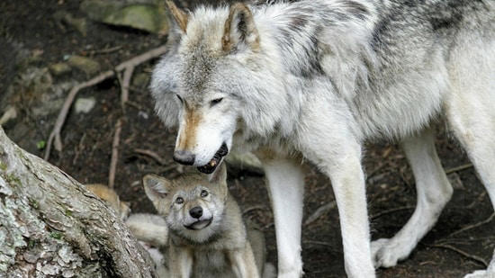 By 2023, five years after Isle Royale’s wolf restoration began in 2018 ...