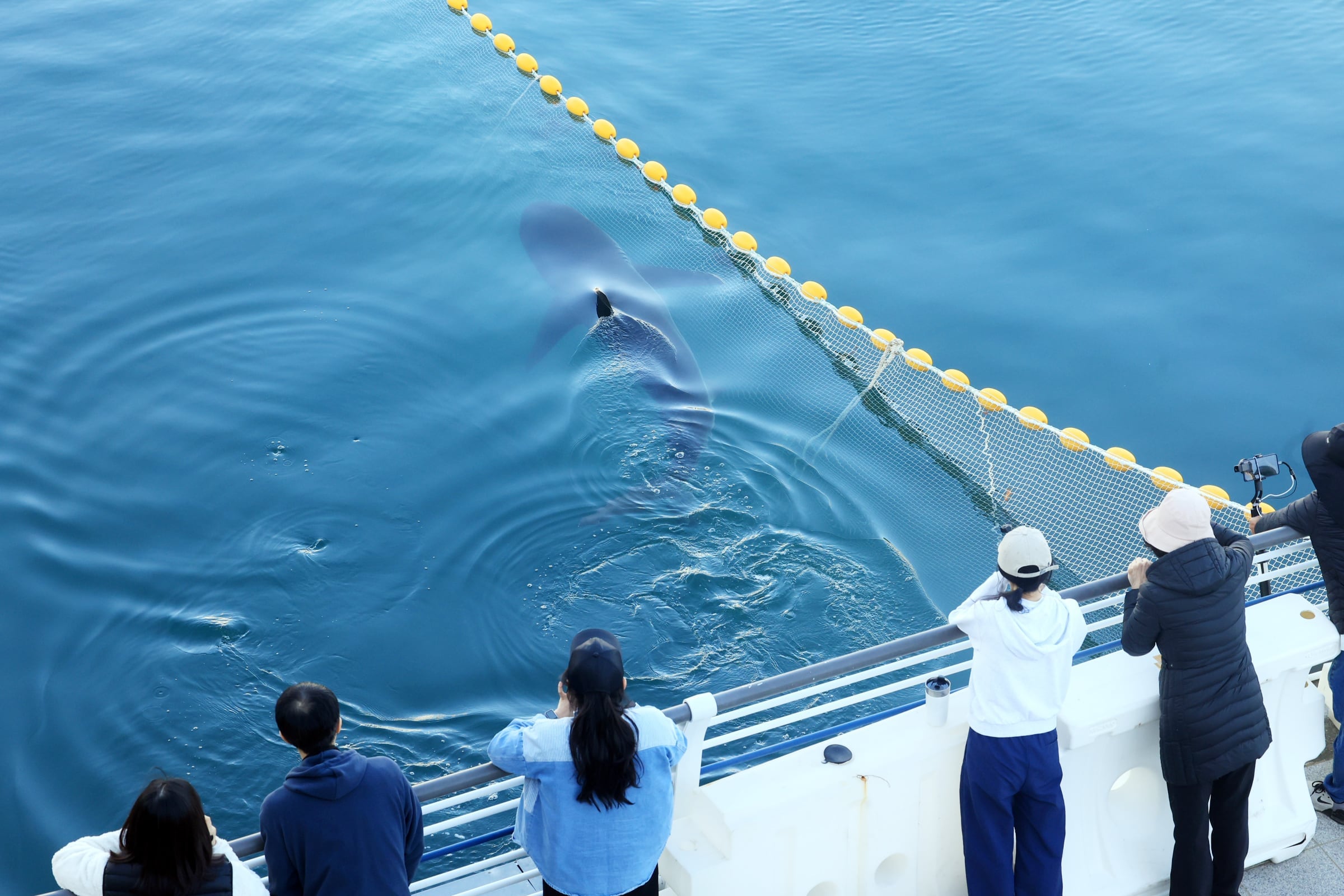 Dusky shark Bukangi breaks through net, reenters Busan waterway