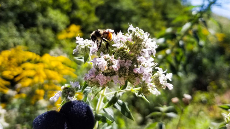 AI listens to bee buzzes to monitor activity without lethal traps
