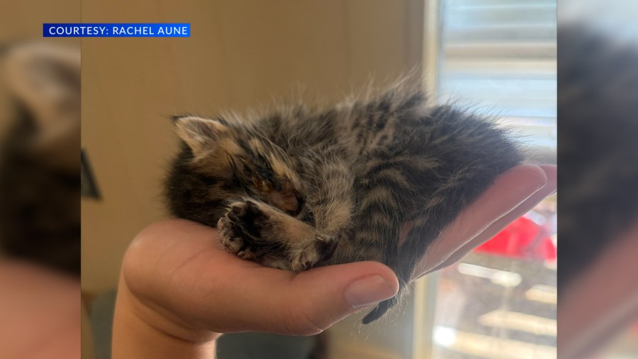 14 cats rescued from trailer in Mobile hoarding case