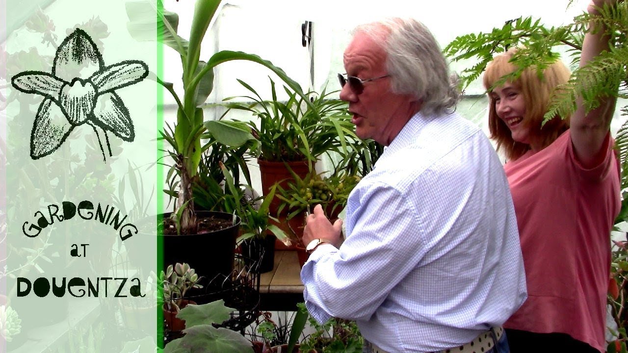 Discover the beauty of cold growing orchids with Rogers Orchids