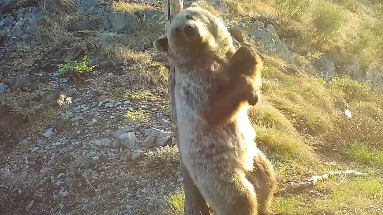 Hidden camera captures bear behaviors in nature reserve