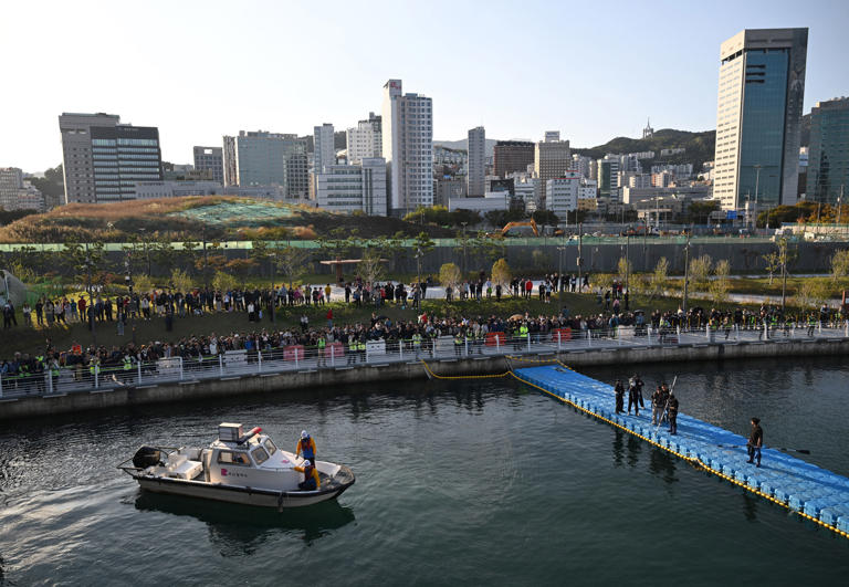 Trapped shark returns to South Korean canal hours after rescue attempt
