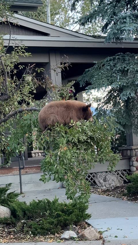 Bears spotted balancing on thin tree branches
