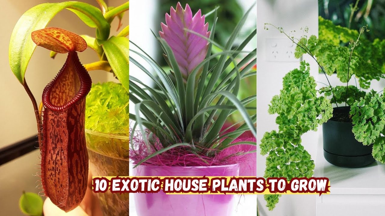 Stunning houseplants that bring fresh character to indoor spaces