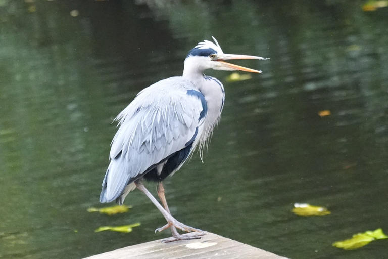 Bird rarely seen in North America makes surprise appearance in popular ...