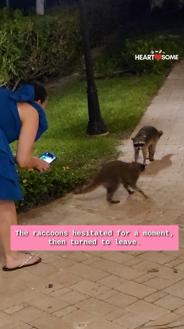 Couple captures humorous encounter with baffled raccoons
