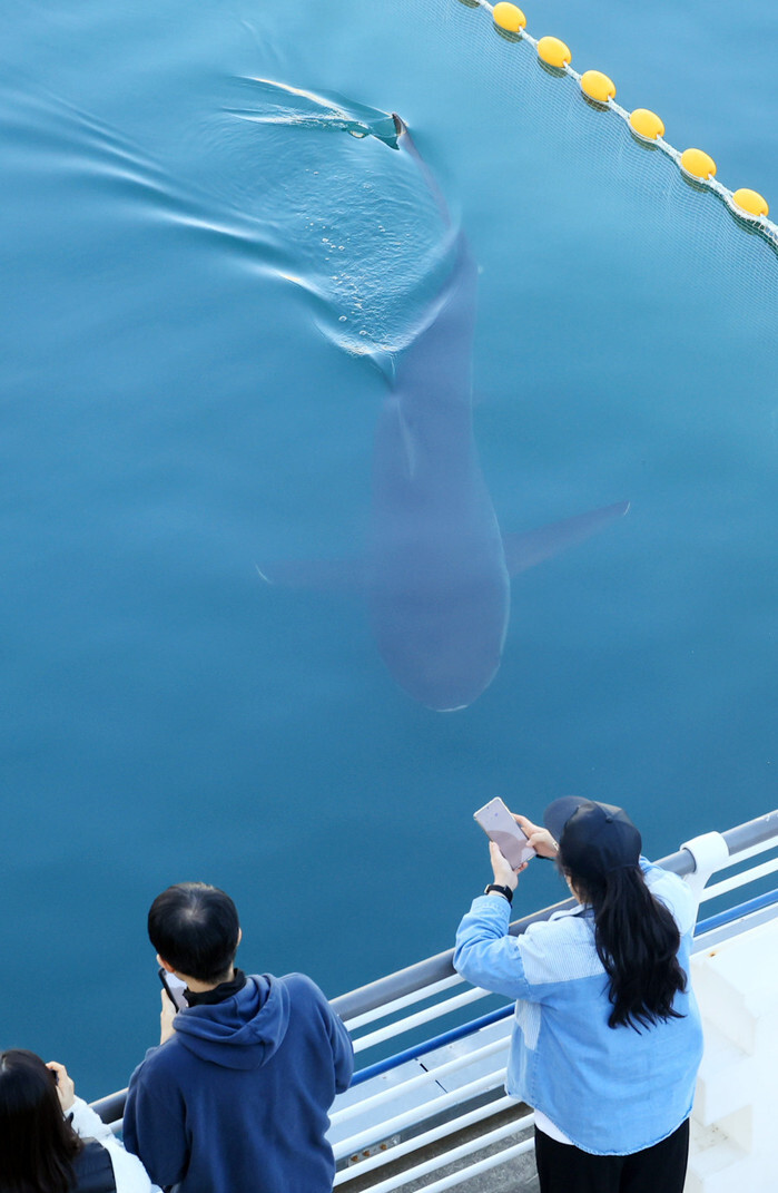 Shark returns to Busan canal following 3rd rescue operation