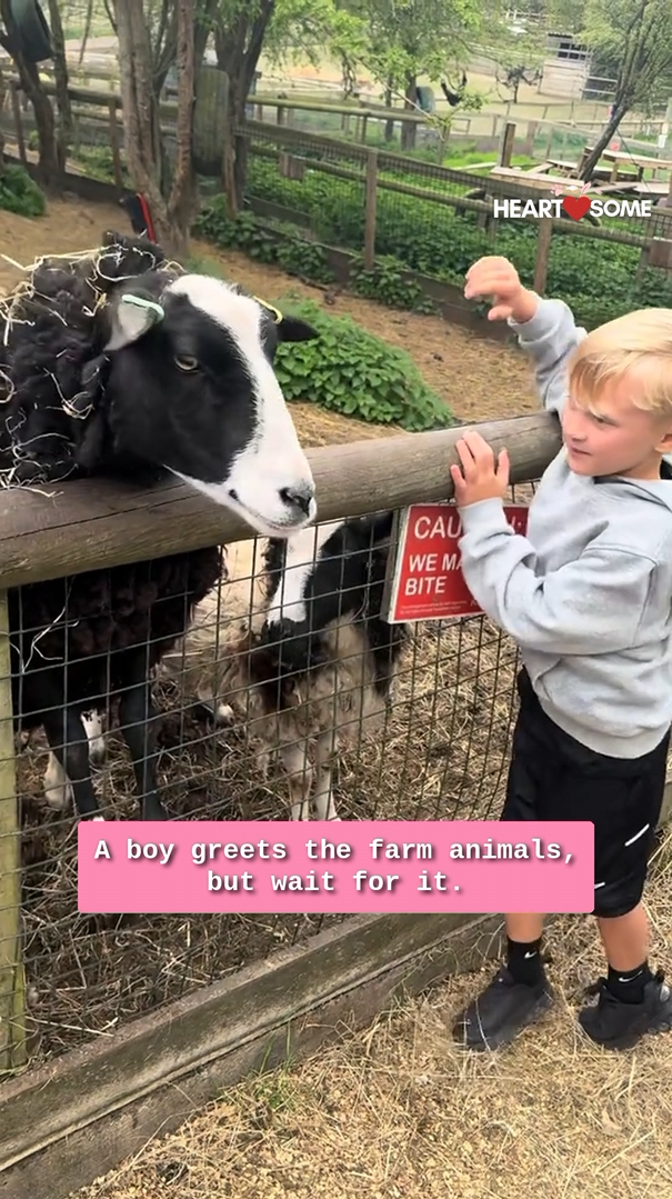 Humorous interaction as playful goat tugs on child's hood during farm visit