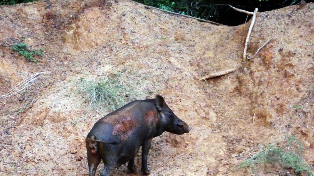 11 invasive US animals, led by hogs doing $3.4 billion in damage a year