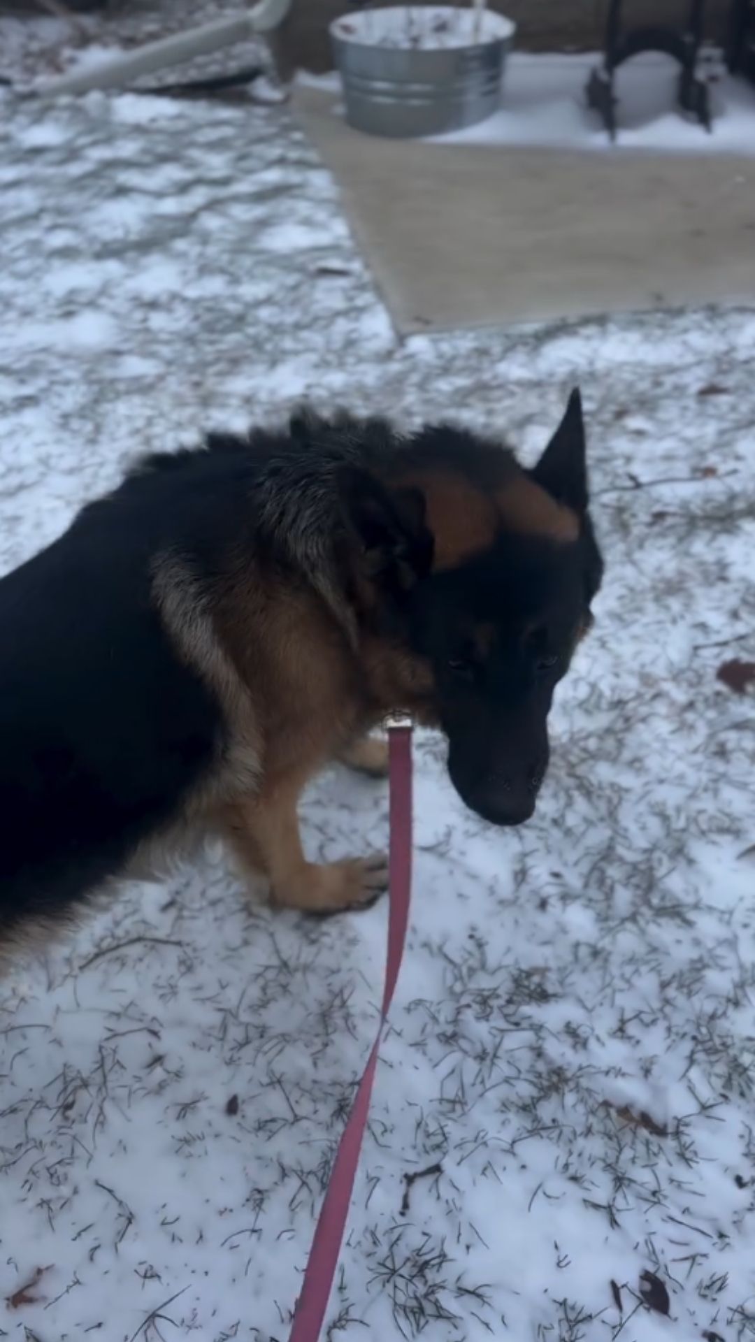 Brutal windy walk with the dogs
