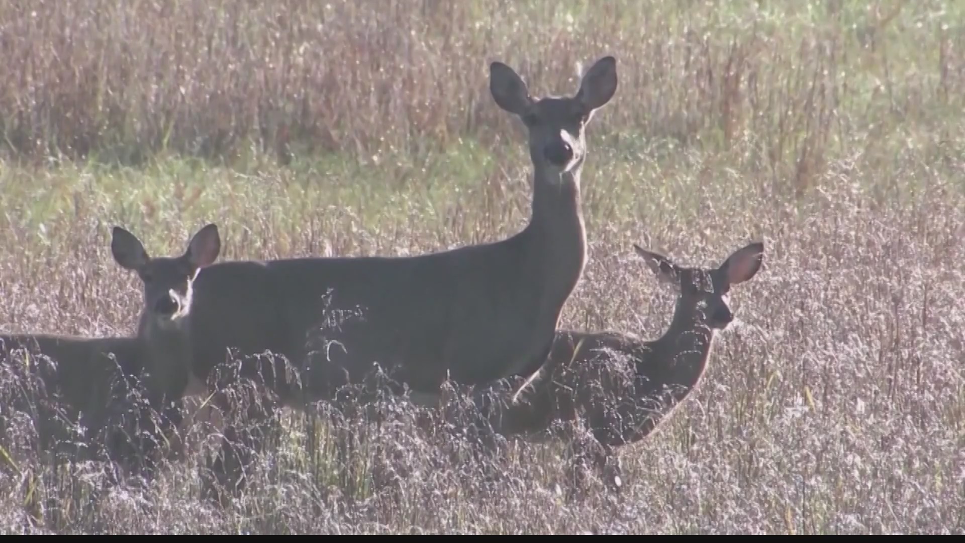 Waukee middle school students develop app to warn drivers of animal ...