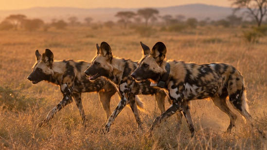 In 2025, three African wild dog brothers travelled 4,126 km across ...