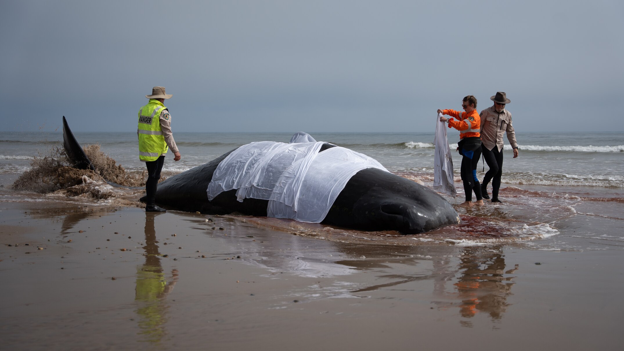 Sperm whale dies after stranding near Devonport on Tasmania's north ...