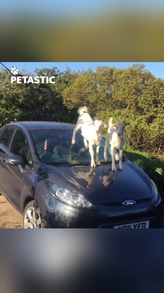 Playful goats turn parked car into their adventure playground