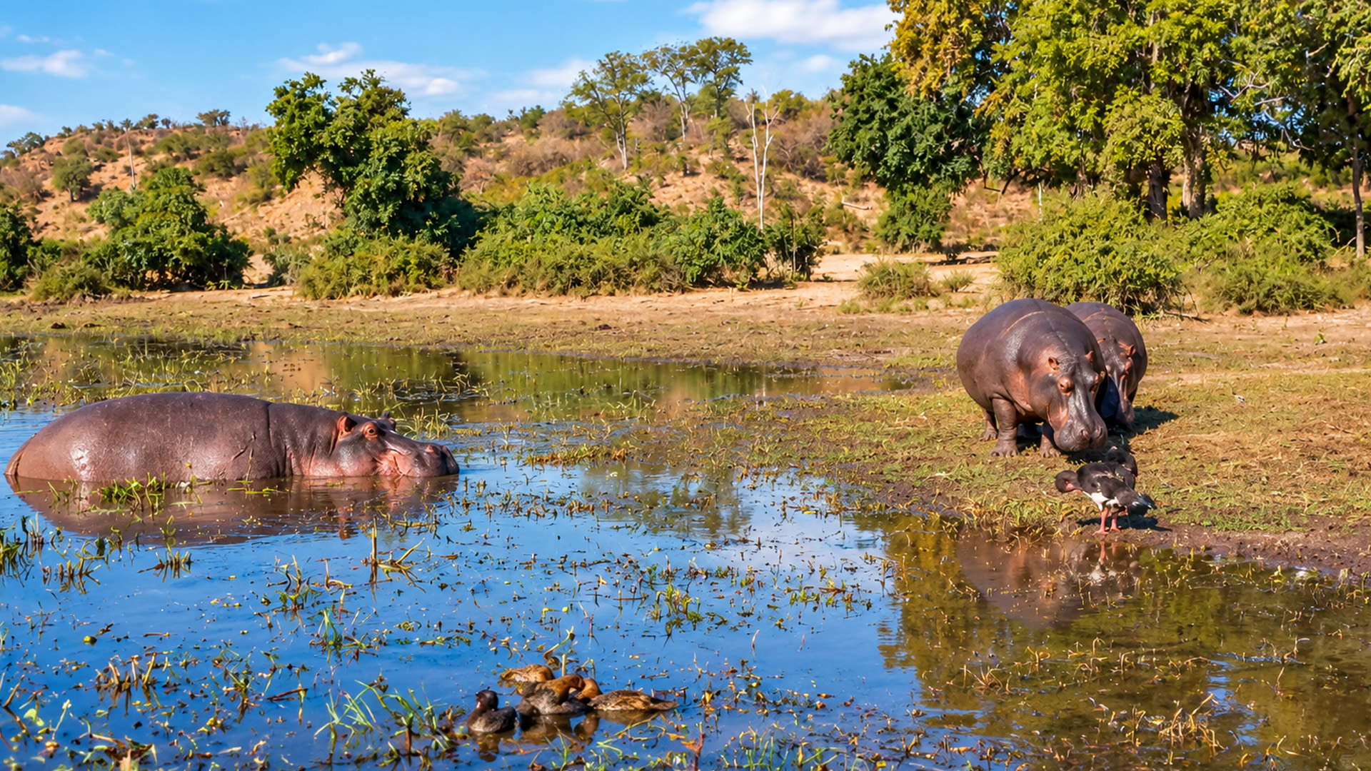 A close look at Africa's massive waterhole animals