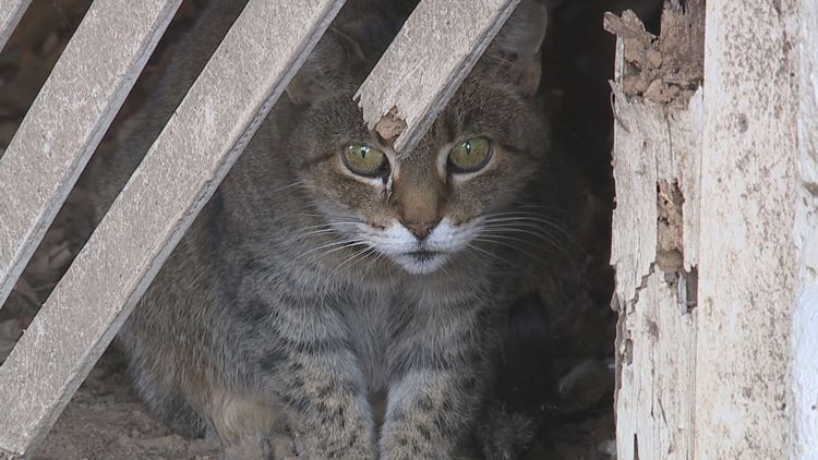 Carlisle officials hold meeting on growing feral cat population