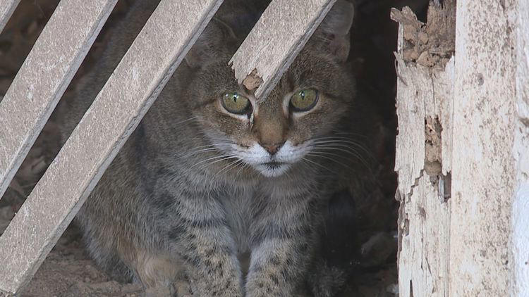 Carlisle officials hold meeting on growing feral cat population
