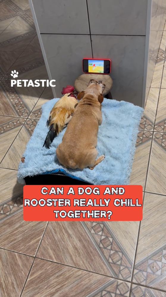 Unlikely companions: Dog and rooster enjoy cartoons together