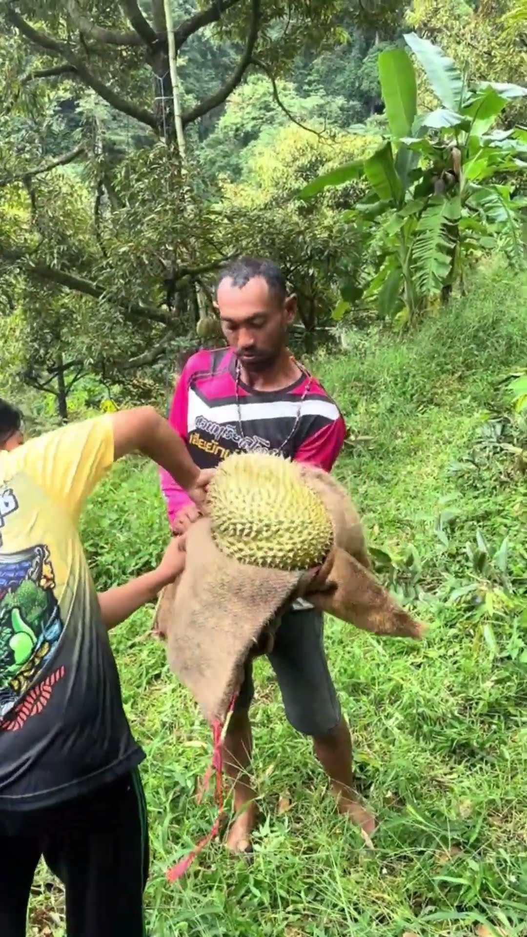 We’ve seen how durian is harvest from up high in the trees… now this is ...