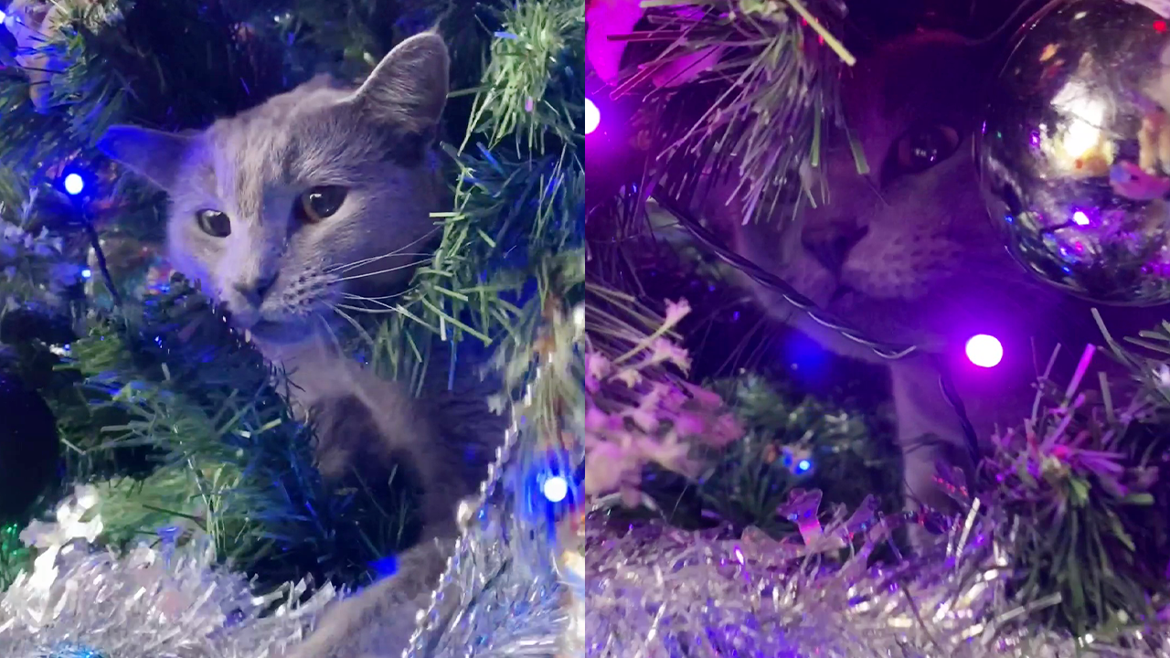 Hilarious rescue cat dismantles Christmas tree on first holiday