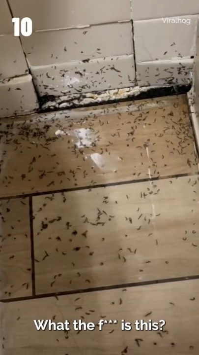 Cockroaches swarming her! 😱