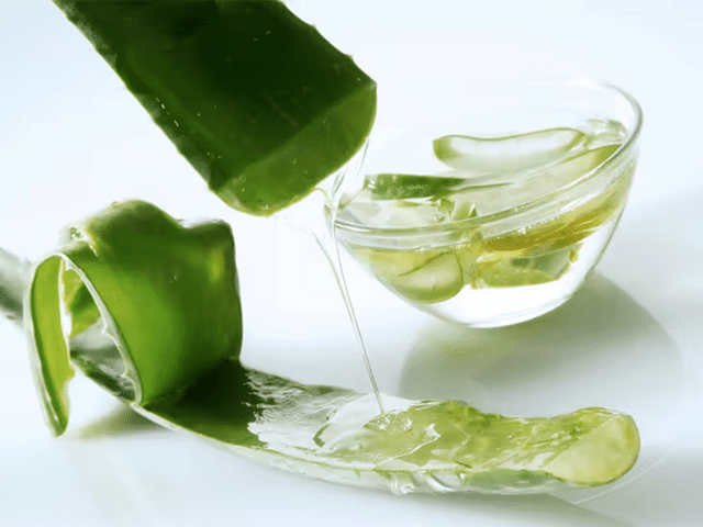 Home remedy: Don't know the right way to extract gel from an aloe vera ...