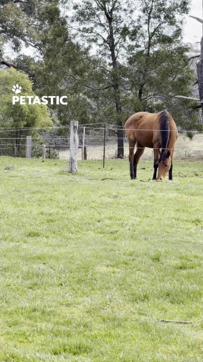 Farm animals display playful behavior during daily activities