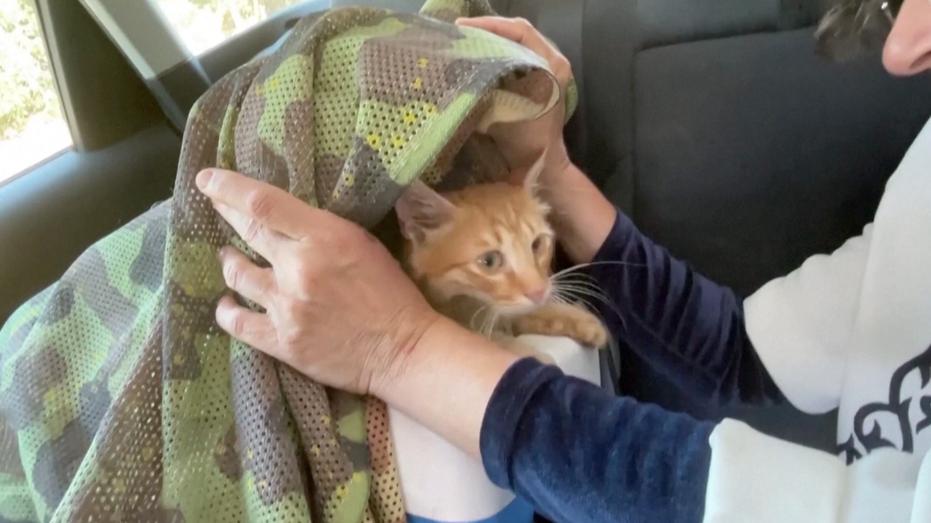 2023: Israeli singer Haya Samir rescues cats amid Lebanon border tensions