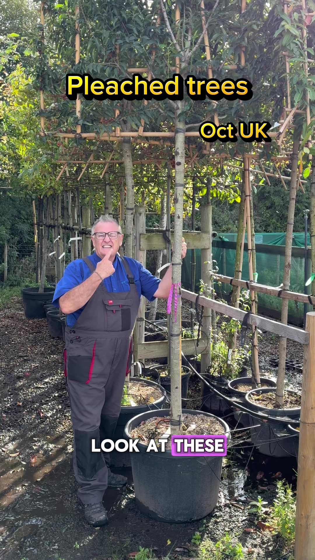 Create a stunning garden screen with pleached trees