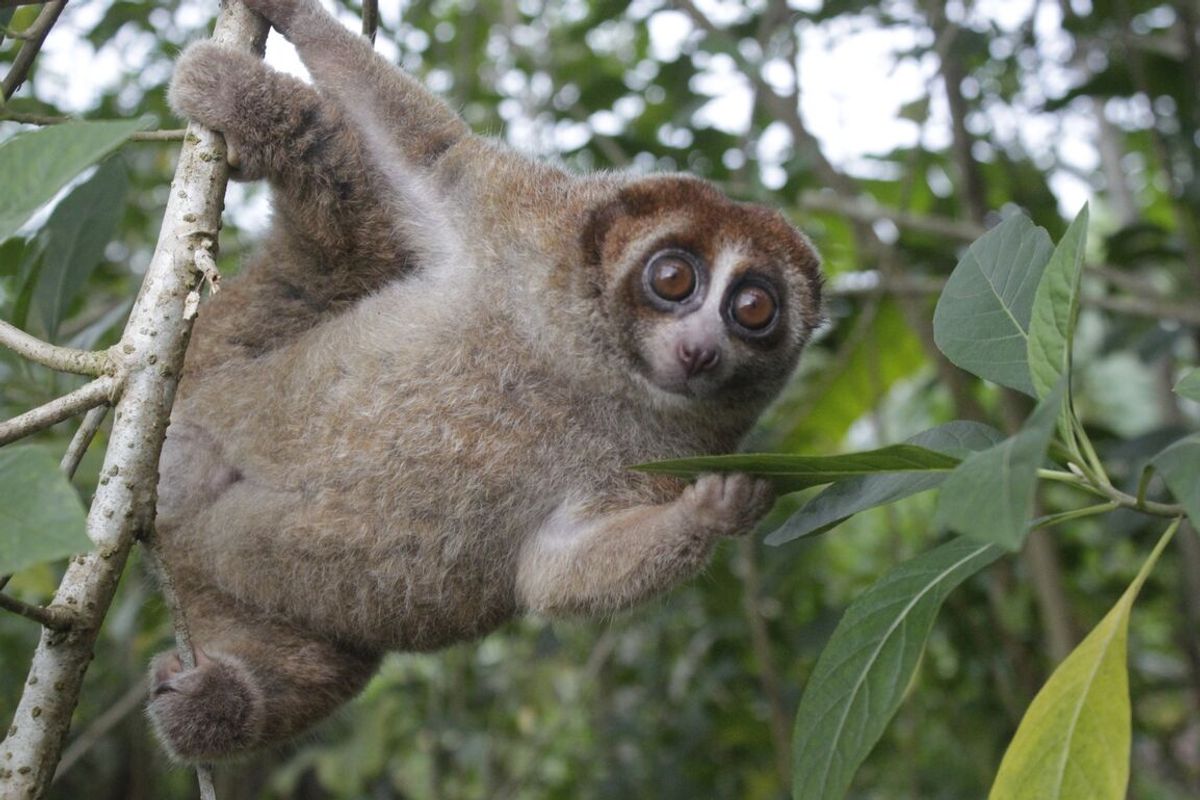 Adorable slow loris not officially spotted since 1937 is alive – 90 have been saved by local wildlife center so far