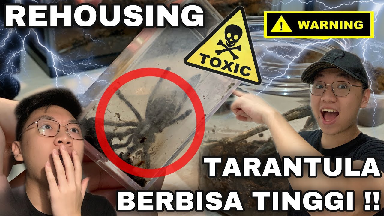 Tips kandang tarantula untuk Poecilotheria metallica